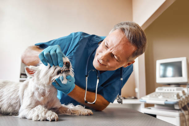 Best Cosmetic Emergency Dentistry in Ladson, SC